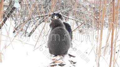 冬天，两只无家可归的猫坐在暖气管道上。 下雪了。