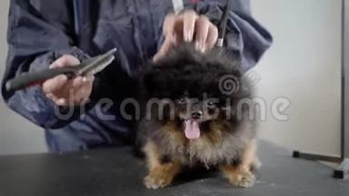 一只小而害怕的毛茸茸的狗站在桌子上，新郎定期的护理中，新郎正在修剪头发