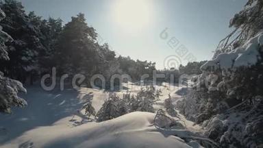 冬林空中摄影.. 白雪覆盖的松树的俯视图。 大雪中高大的树木