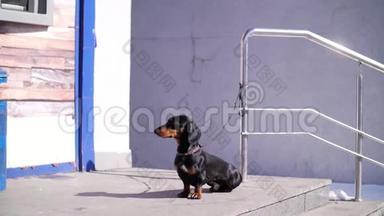 可爱的狗，带着黑色的狗，在一条城市的街道上，在商店的台阶上耐心地等着他的主人