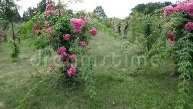 一排长满玫瑰的高大灌木丛-弗洛里本达