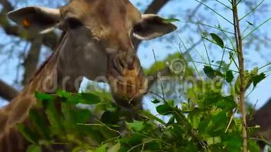 动物园里的长颈鹿吃树叶