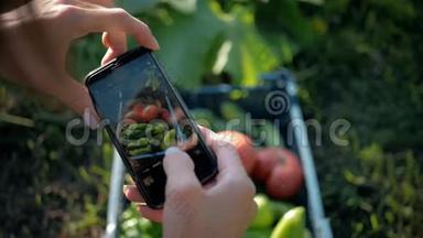 农民妇女在花园里用手机拍照收获蔬菜。