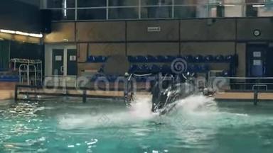 海豚馆游泳池游泳时海豚带球跳跃