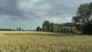 燕麦紫薇生物金的田野，广泛生长为谷物，美丽的乡村哈纳景观，拍摄细节