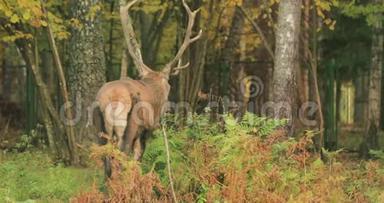 白俄罗斯。 雄欧洲红鹿或鹿鹿在秋天的森林里散步。 高加索地区欧洲大部分地区的红鹿栖息地