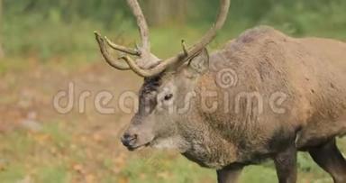 白俄罗斯。 雄欧洲红鹿或鹿鹿在秋天的森林里散步。 高加索地区欧洲大部分地区的红鹿栖息地