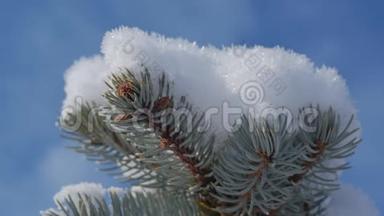 白雪覆盖的圣诞树，明亮的阳光随着雪飘落，雪花从树上飘落。