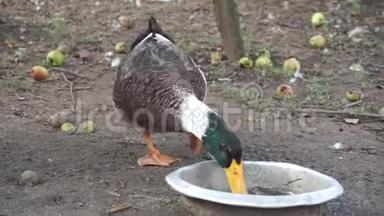 家鸭在村里的花园里喝着锅里的水，以躲避夏天的炎热