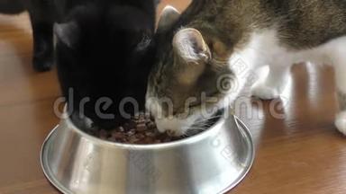 两只猫在碗里吃东西