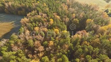 秋天的森林和田野`鸟瞰和阳光明媚的天气。 秋天的金色森林。 五彩颜料.. 俄罗斯。