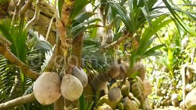 椰子在花园里作为<strong>装饰</strong>生长。 奇异的热带椰子挂在棕榈<strong>树上</strong>，绿叶被阳光照亮。 方式