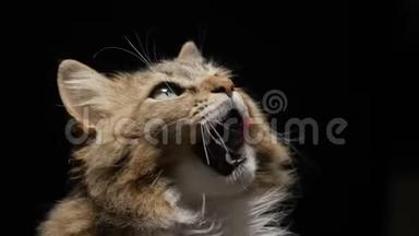 演播室黑色背景下的毛茸茸的红猫美味地舔着看到的食物，美丽的西伯利亚纯种猫<strong>抬头</strong>，宠物费