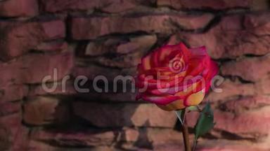 红一朵玫瑰花石背景春阳影无人高清镜头