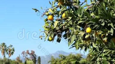 成熟的加利<strong>福</strong>尼亚橘子<strong>挂</strong>在树上，以圣加布里埃尔山脉为背景