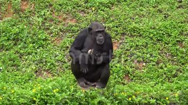 成熟的黑猩猩栖息在草地上