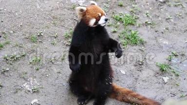 小熊猫Ailurus Fulgens，也叫小熊猫，站起来挥舞着手臂要食物，4K视频，慢动作