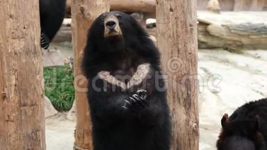 一只滑稽的喜马拉雅山黑熊站在它的后爪子上，看着某人，问食物的肖像。 4K视频慢动作