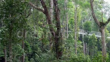 有悬索桥的茂密<strong>绿荫</strong>热带雨林