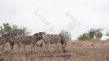斑马在非洲的荒野中走来走去
