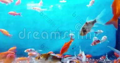水族馆里的热带<strong>色彩</strong>斑斓的鱼，蓝色的海水和真实的环境，<strong>流动</strong>缓慢