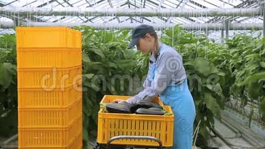 <strong>职工</strong>农业经济水培将茄子折叠在一个盒子里。