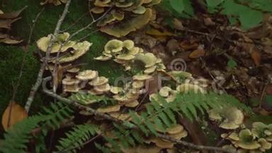蘑菇。 在森林深处倒下的大树上的棕色野生蘑菇。 有绿色苔藓和蕨类植物的森林蘑菇