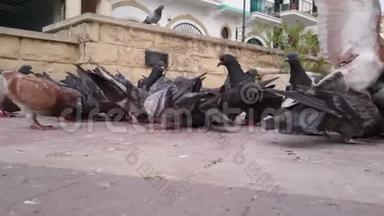 聚集在市中心广场的一群鸽子。 环境污染问题
