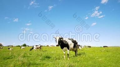 在阳光明媚的夏日，<strong>牧场</strong>上吃草的<strong>奶牛</strong>看着镜头