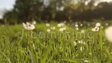 镜头在美丽的草地上，穿过白色的蒲公英花和清新的春天绿草。 蒲公英植物