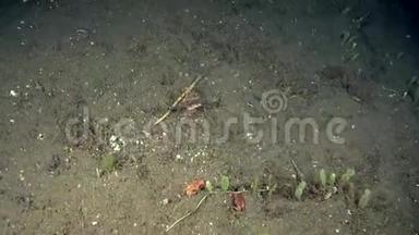 菲律宾的剪刀游泳蟹在祖鲁的<strong>沙滩</strong>上捉到了另一只<strong>螃蟹</strong>，半只在晚上吃