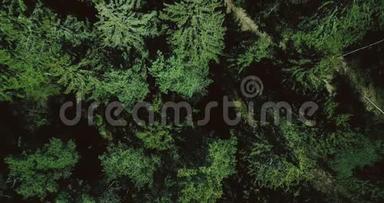 无人机缓缓升起在平静的绿色森林之上.. 空中4K垂直顶部拍摄美丽的常<strong>青松</strong>树梢。