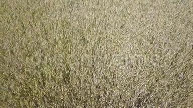 日出时麦田的俯视图在一个多风的夏日里无人机拍摄：阳光下，一片片的麦子随风摇曳