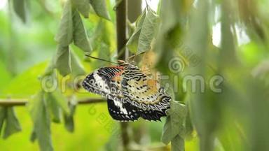 蝴蝶从茧和瓣翼的蜕变，准备在花园的枝头飞翔