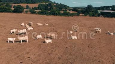 夏天在黄田上放牧的牛群中飞过. 蓝天和黄草上的云。 空中小牛肉
