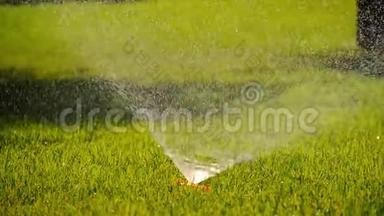 夏日风景。 植物和草坪自动浇水系统。 公园里的水喷淋淋浴草。