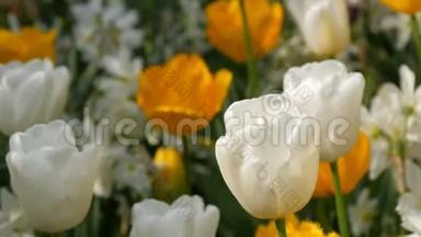 美丽的五彩缤纷的黄白色郁金香在春天的花园里盛开。 装饰郁金香花
