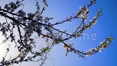 春天开花的树。 春天花朵美丽的柔和焦点镜头。 太阳的光芒穿过