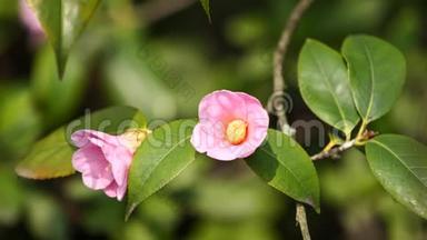 春季系列花卉：微风中的粉红色山<strong>茶花</strong>，山茶，上面的蜜蜂采蜜，近景，4K