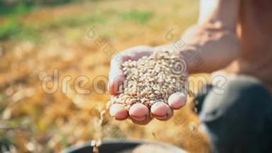 男勤劳的手显示出满满的一掌粮食.. 土地背景下农民手中的粮食