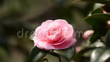 春季系列花卉：微风中的粉红色<strong>山茶</strong>花，<strong>山茶</strong>，从离焦到聚焦花卉，近景，