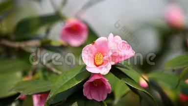 春季系列花卉：微风中的粉红色<strong>山茶</strong>花，<strong>山茶</strong>，上面的蜜蜂采蜜，近景，4K
