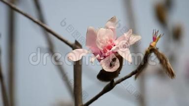 春天的花朵系列：微风中粉红玉兰的花朵。 春天盛开的木兰树，上面有蜜蜂