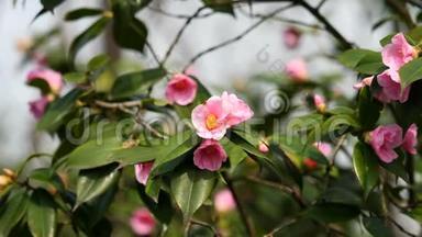春季系列花卉：微风中的粉红色山<strong>茶花</strong>，山<strong>茶花</strong>，放大视频，特写，4K电影