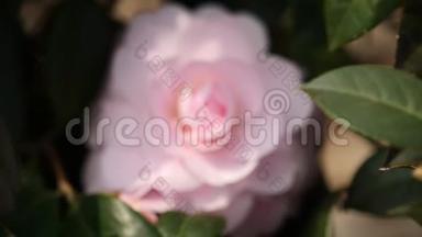 春季系列花卉：微风中的粉红色山<strong>茶花</strong>，山茶，从离焦到聚焦花卉，近景，