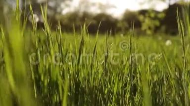镜头在美丽的草地上，穿过白色的蒲公英花和<strong>清新</strong>的<strong>春</strong>天</strong>绿草。 蒲公英植物