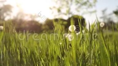 镜头在美丽的草地上，穿过白色的蒲公英花和清新的春天绿草。 蒲公英植物