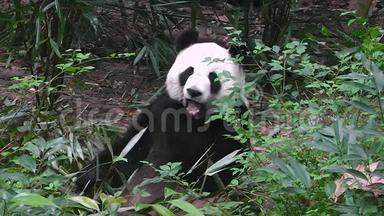 大熊猫早上吃竹子