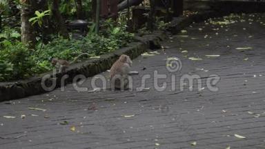 猴子<strong>坐在地板上</strong>，在印尼巴厘岛猴子森林里吃饭