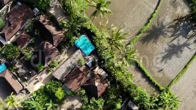 <strong>高清</strong>空中无人机镜头<strong>飞行</strong>在Ubud地区的稻田，热带岛屿巴厘。